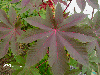 Ricinus communis 