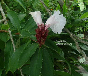 Costus barbatus - Spiral ginger