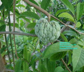 Annona squamosa - Sugar apple