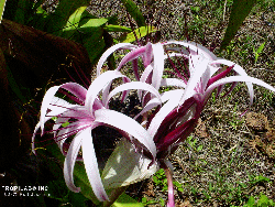 Water spider lily