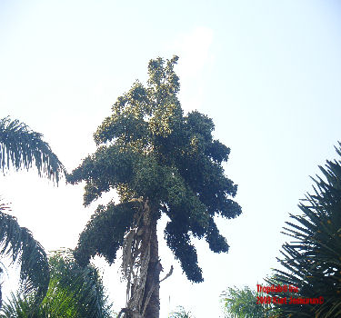 Talipot fruits on tree