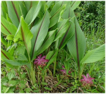 Curcuma xanthorriza