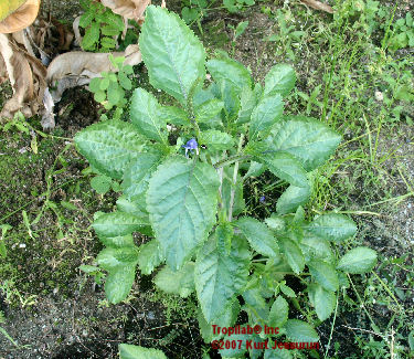 Stachytarpheta cayennensis