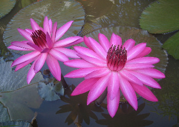 Water lily