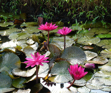 Pink Waterlily