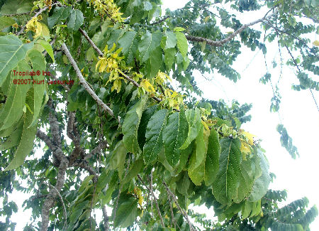 Cananga odorata flowers