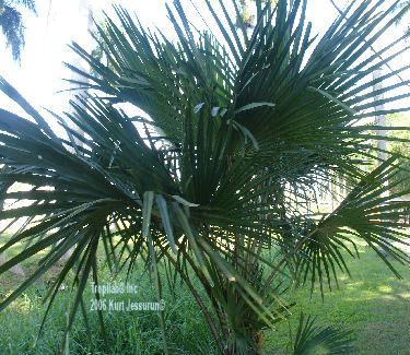 Young Corypha umbraculifera