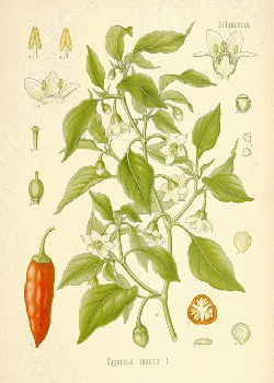 CAPSICUM FRUTENSCENS