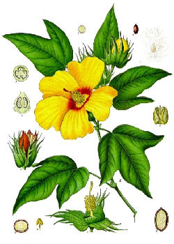 GOSSYPIUM BARBADENSE