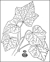 Jatropha Curcas