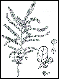 Phyllanthus Amarus