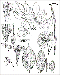 Tabebuia Seratifolia