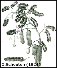 Tamarindus Indica