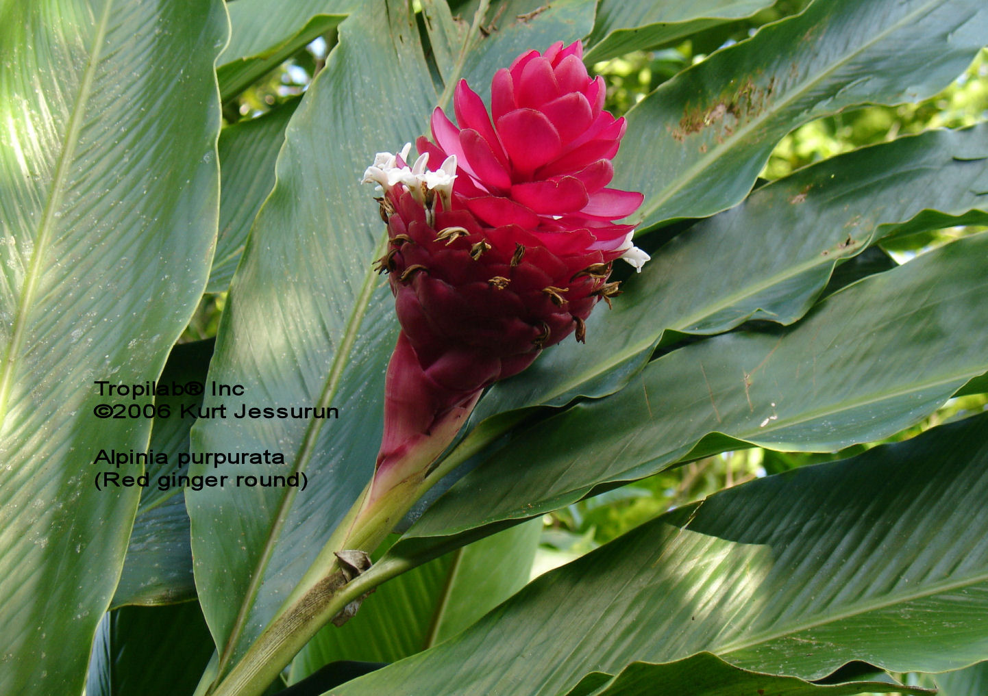 Alpinia purpurata, Red ginger round