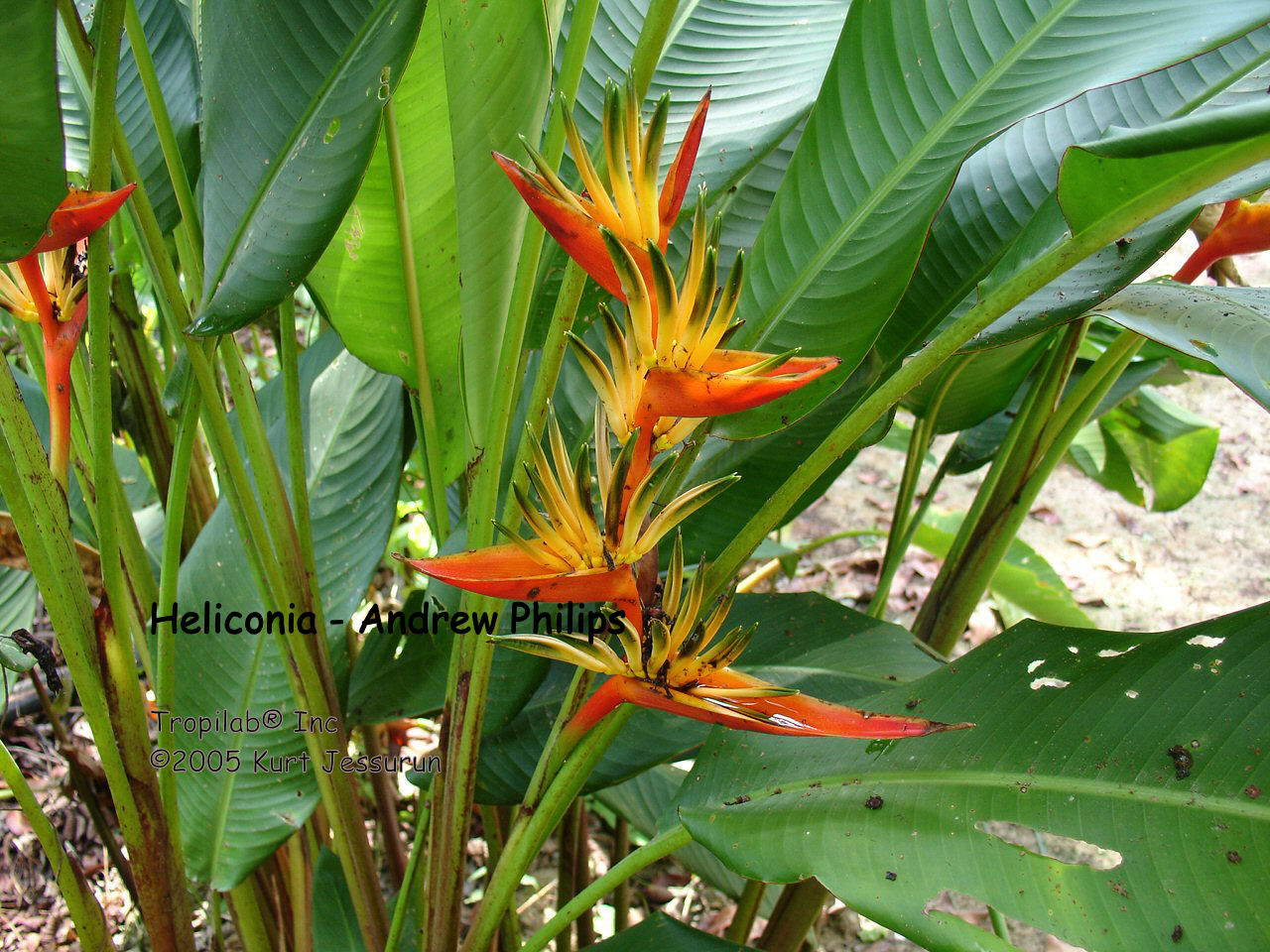 Heliconia Andrew philips