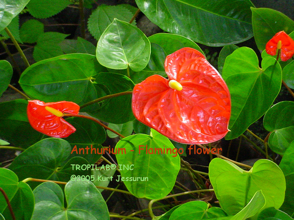 Anthurium - Flamingo flower