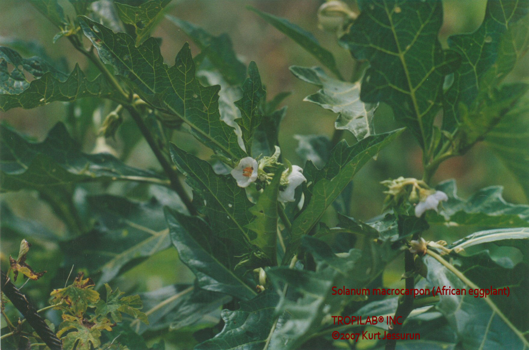 Solanum macrocarpon (African eggplant)