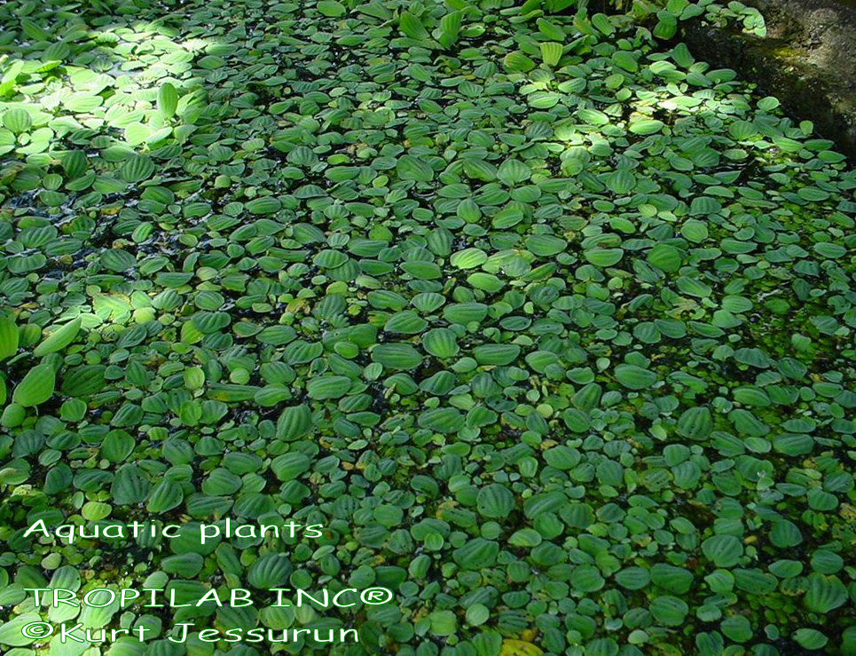 Aquatic plants