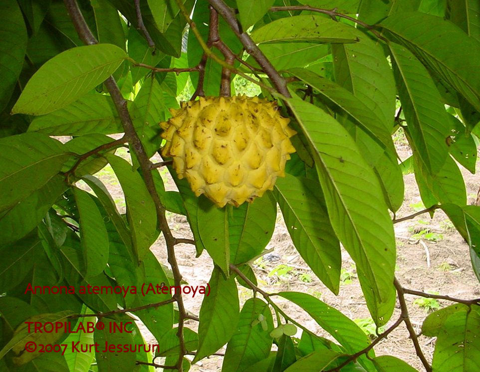 Annona atemoya ripe fruit