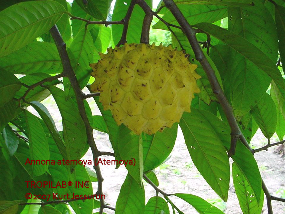 Annona atemoya ripe fruit