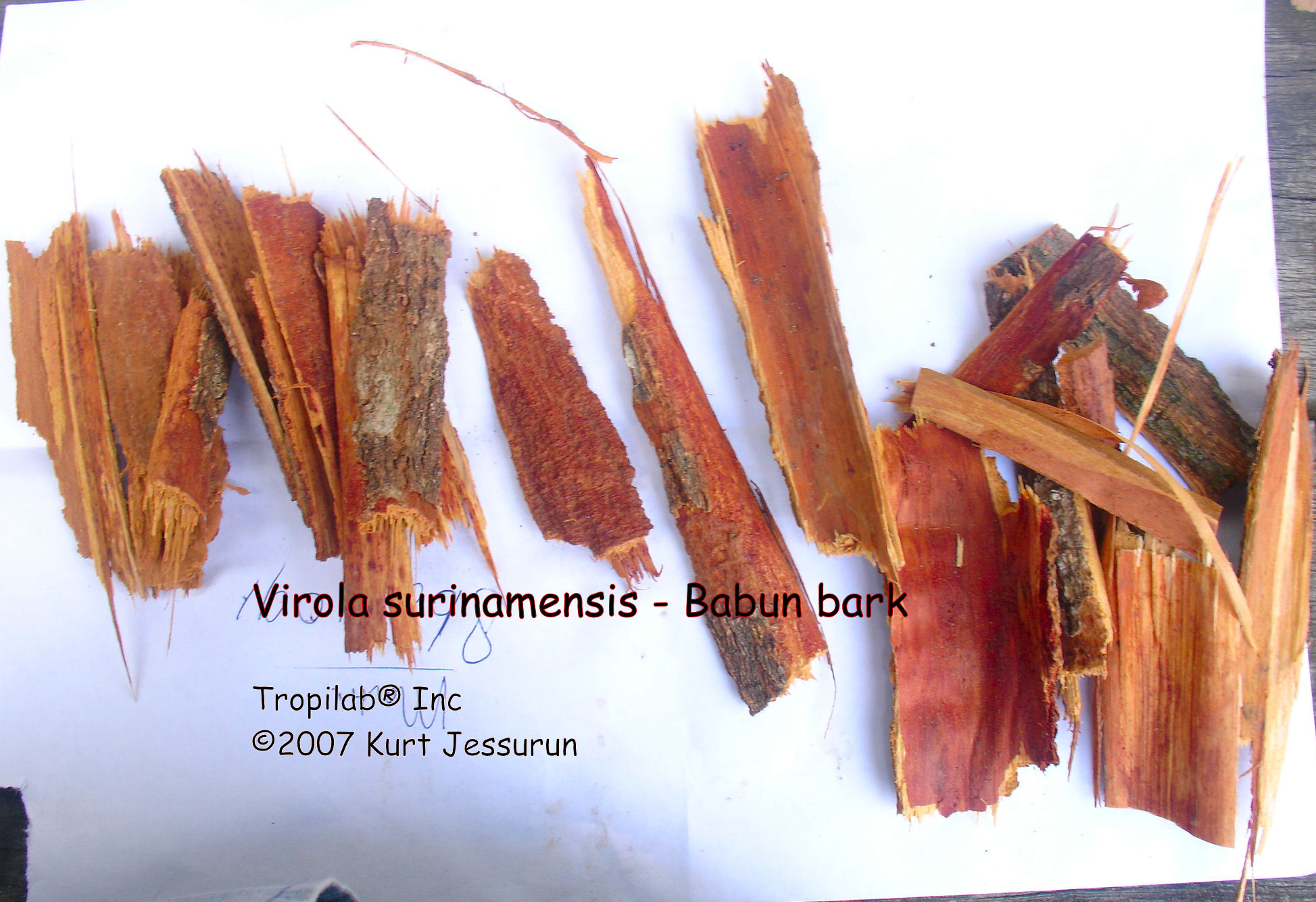 Virola surinamensis (Babun) bark