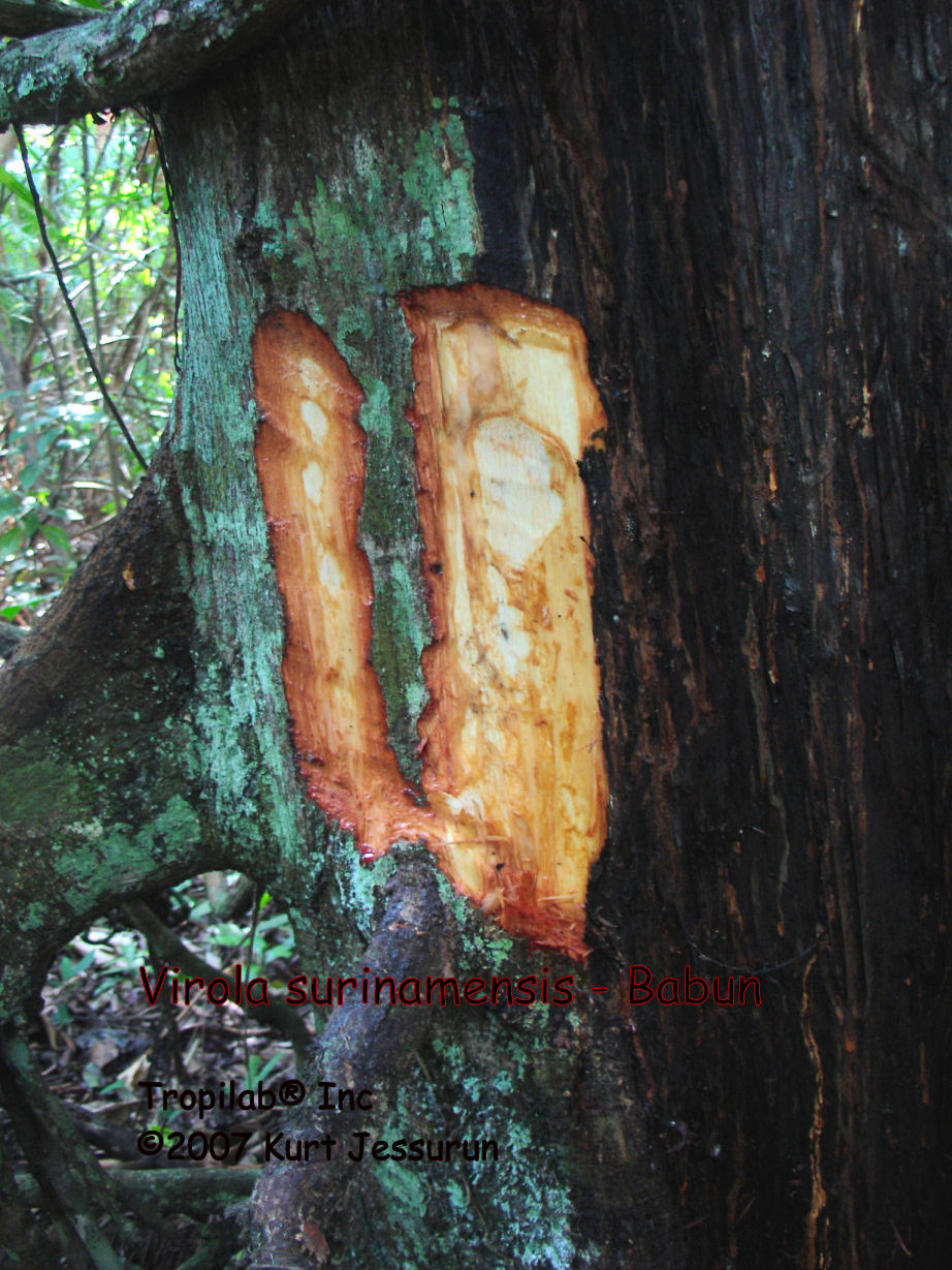 Virola surinamensis (Babun) barkharvesting