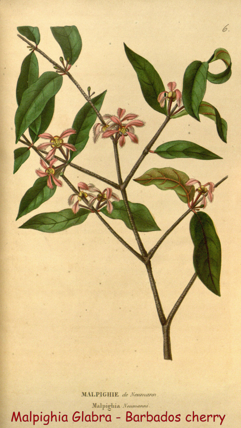 Malpighia glabra - Barbados cherry