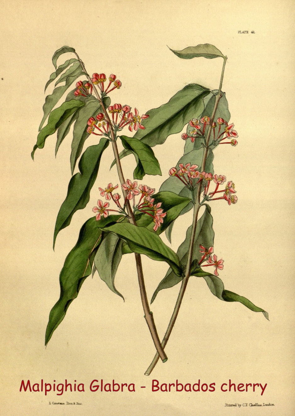 Malpighia glabra - Barbados cherry