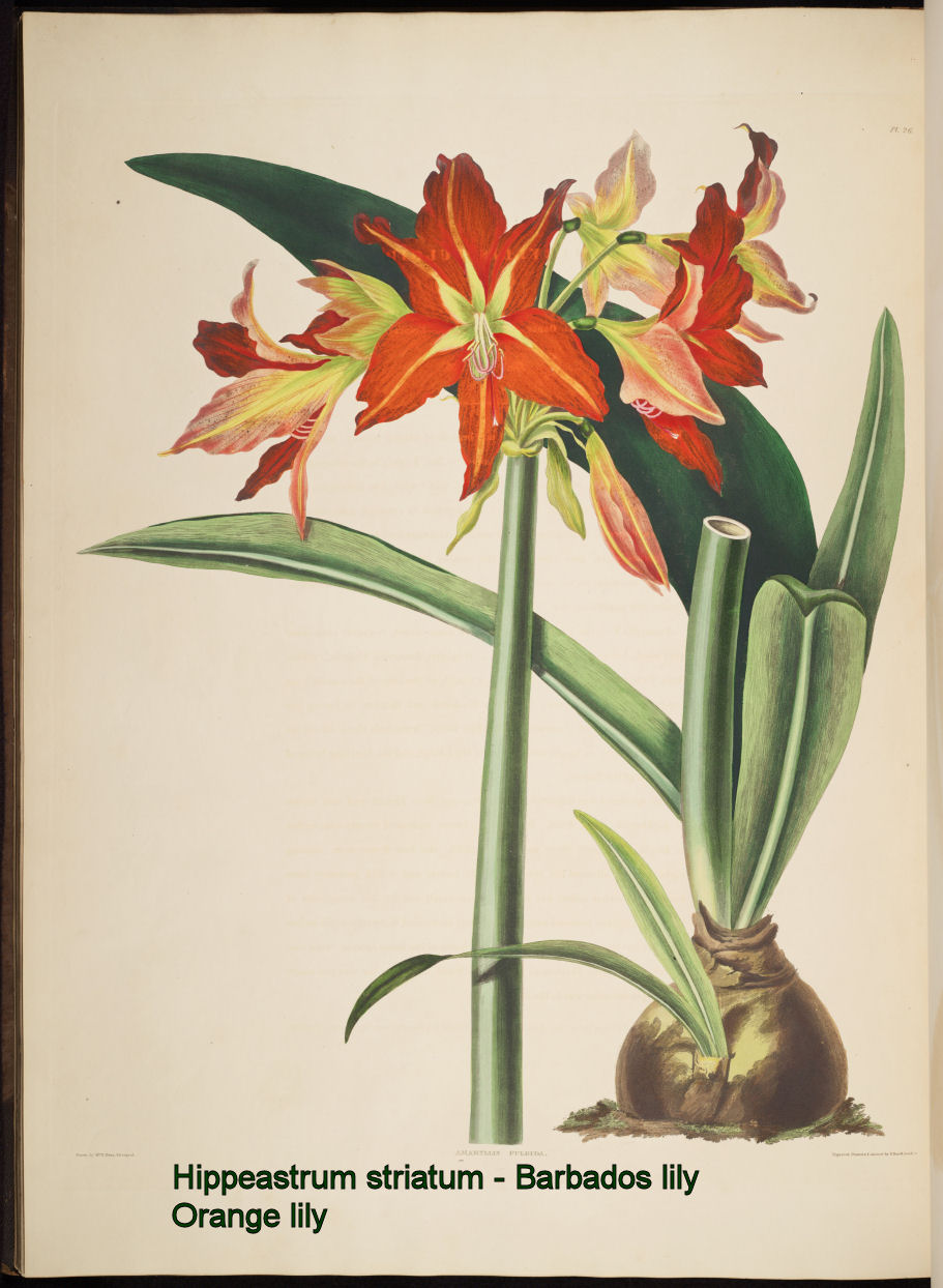 Hippeastrum striatum - Barbados lily