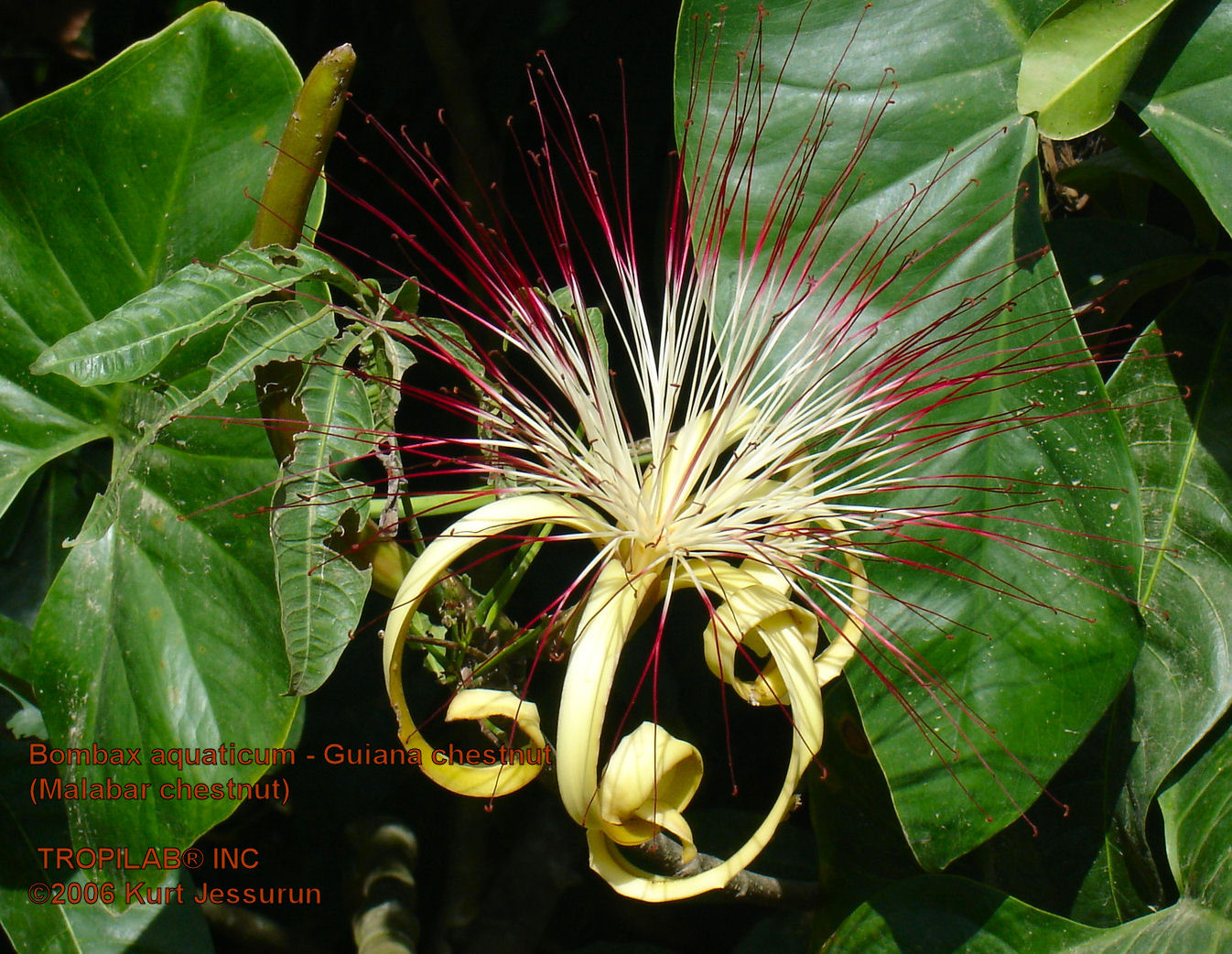 Bombax aquaticum flower