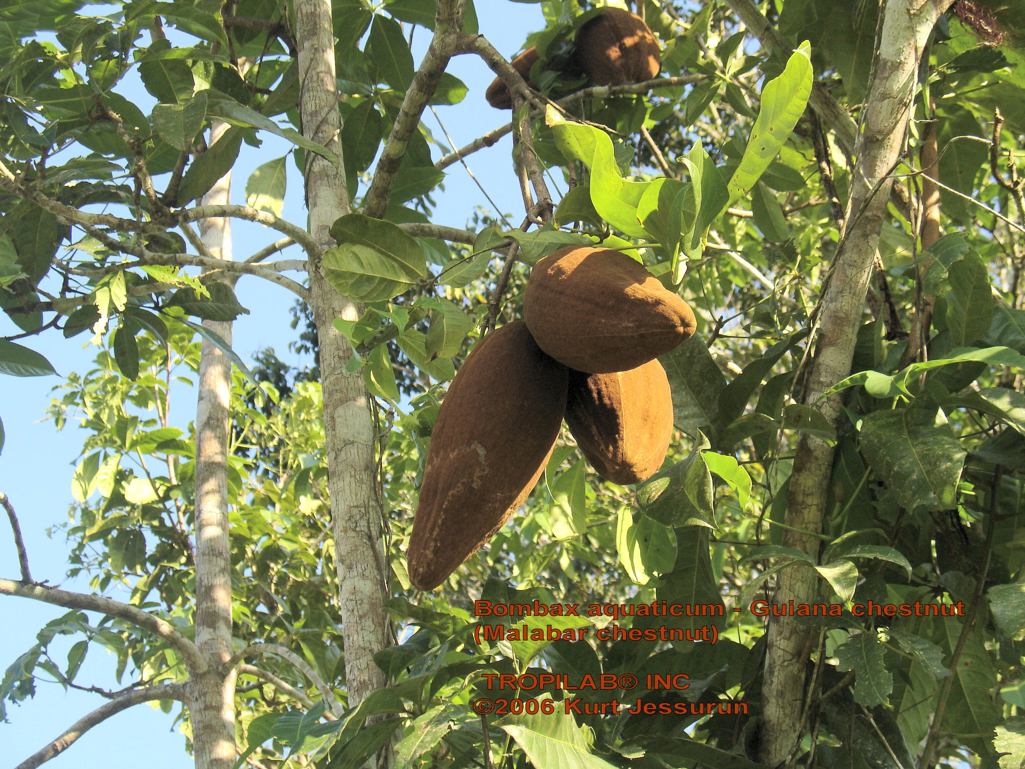 Bombax aquaticum fruits