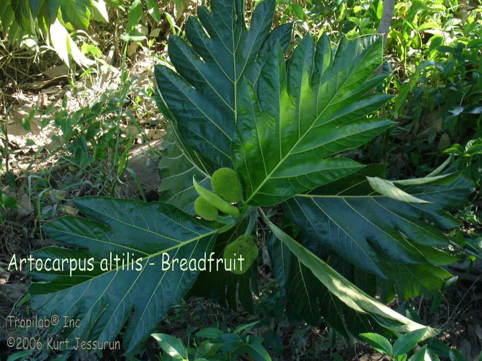 Artocarpus altilis - Breadfruit