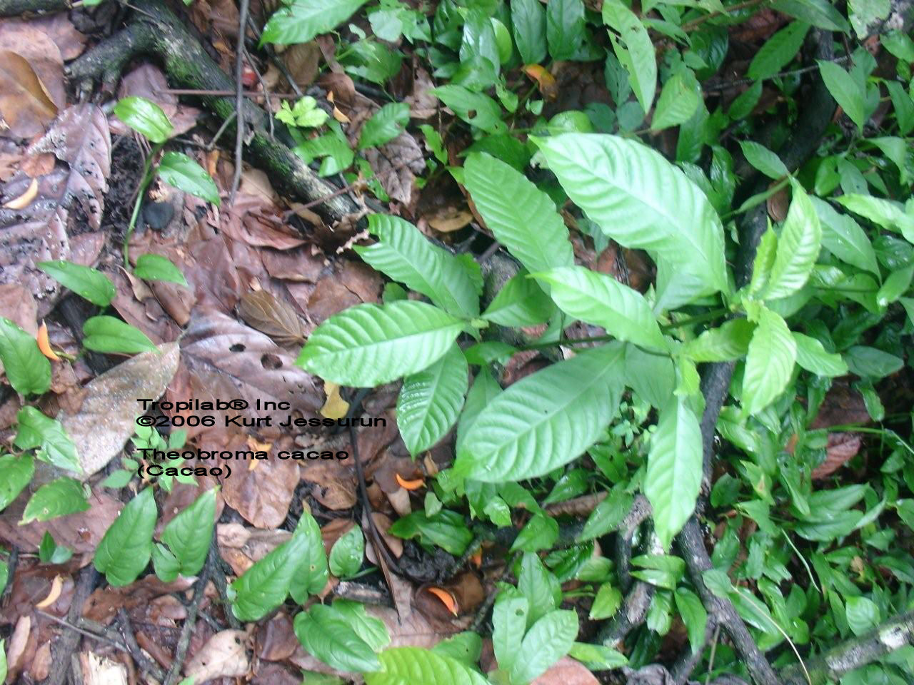 Theobroma cacao young plant