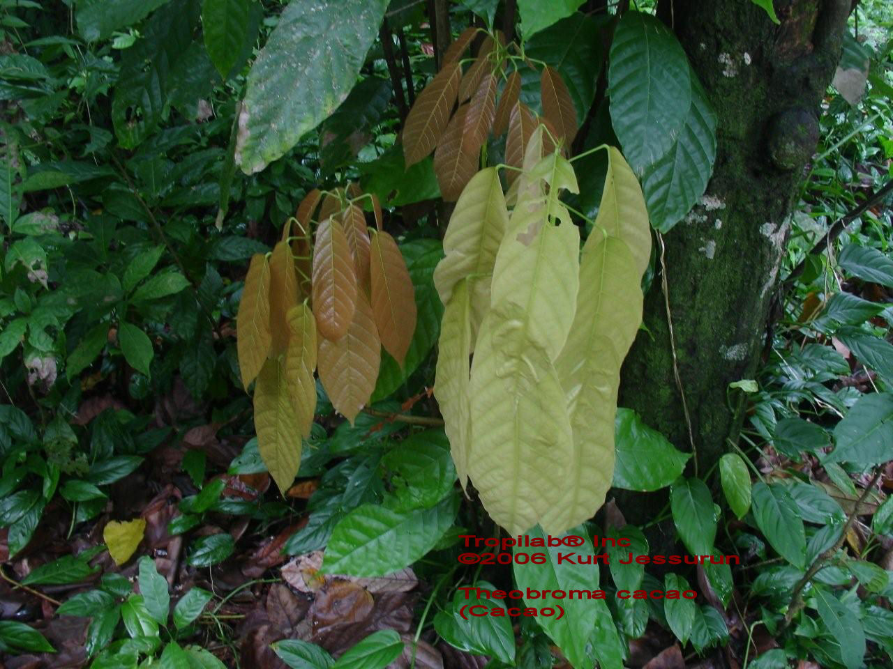 Theobroma cacao young leaves