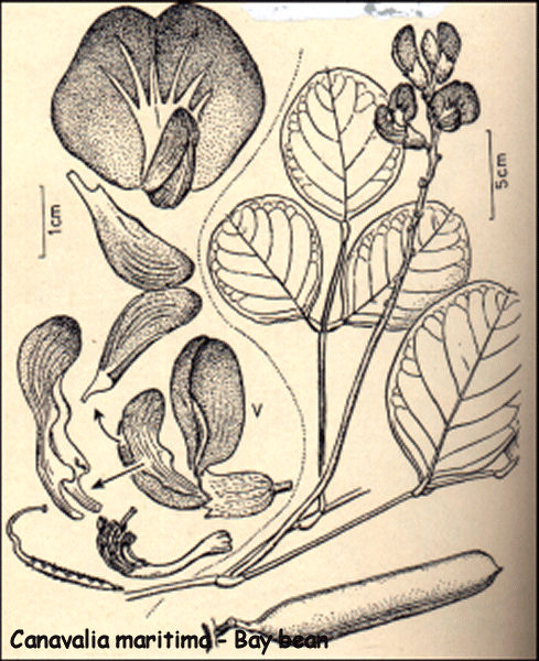 Canavalia maritima - Bay bean