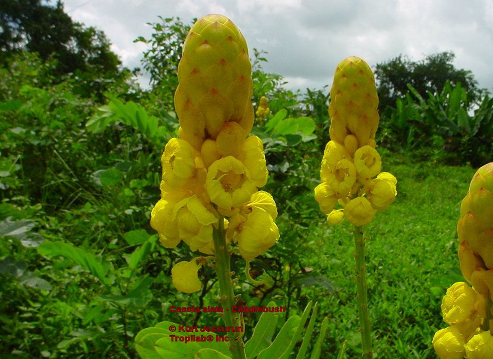 Cassia alata-Wild senna-Candlebush flowers. Senna infusion (herbal tea) is excellent for weight loss, often in combination with
 Banaba (Lagerstroemia speciosa). It may also help to remove toxins from the body (detoxification). Other applications are Tinea
 pedis (athlete's foot), ringworm, eczema, itching and insect bites