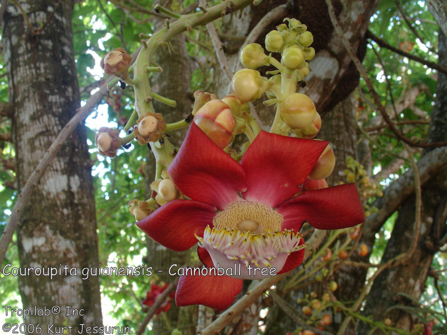 Couroupita guianensis- Cannonball tree flowers