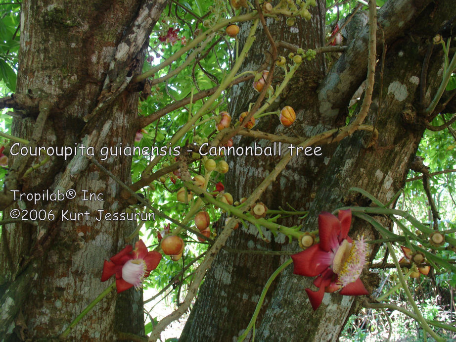 Couroupita guianensis- Cannonball tree flowers