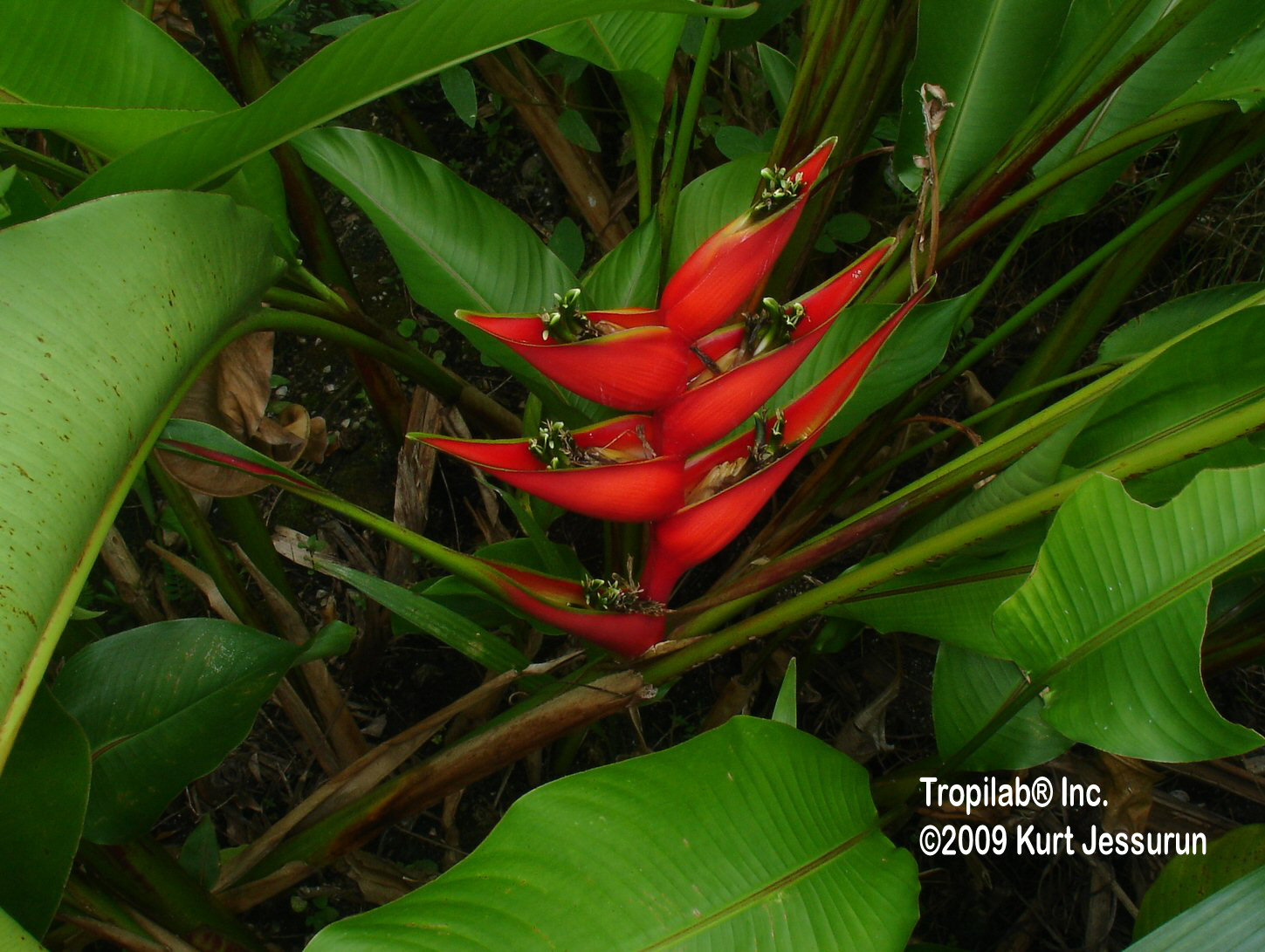 Heliconia bihai - Lobster claw red