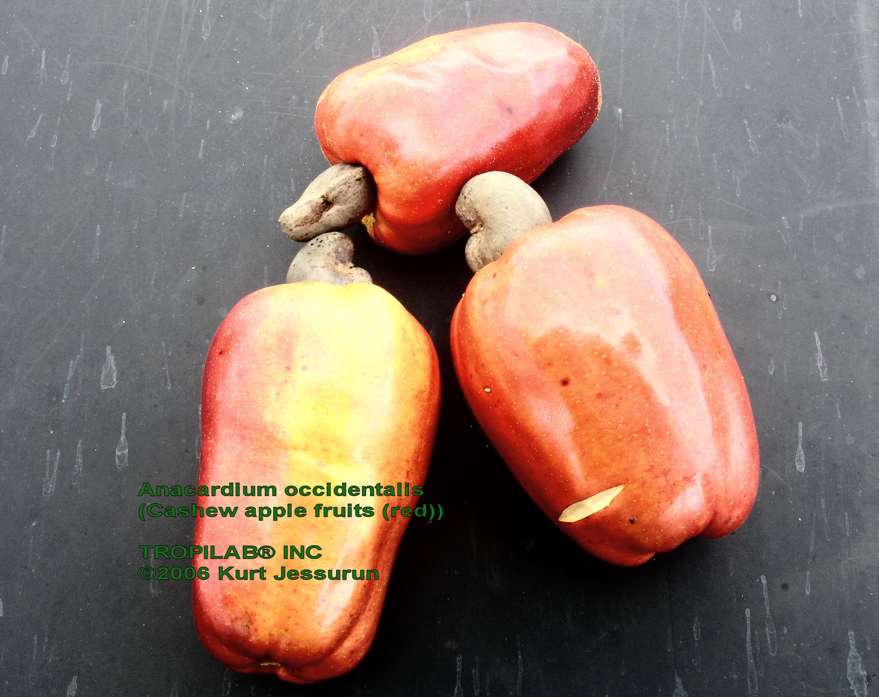 Anacardium occidentale - Cashew apple