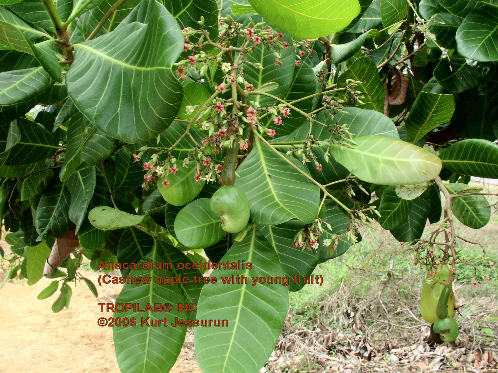 Anacardium occidentale - Cashew apple