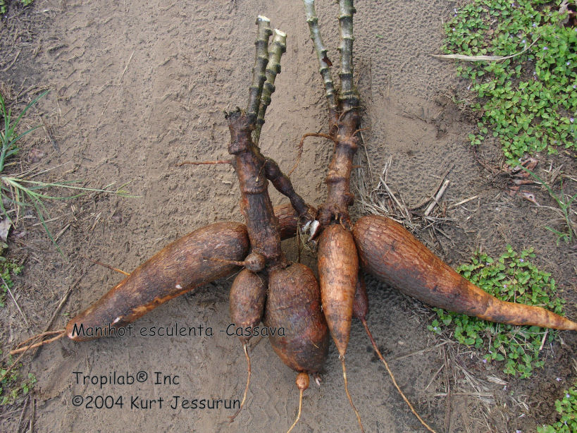 Manihot esculenta - Cassava