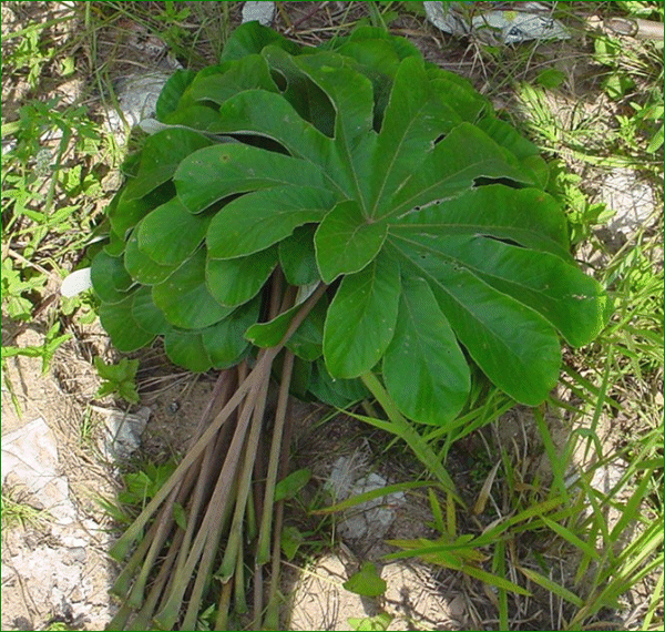 Cecropia palmata (Embauba - Trompet tree)