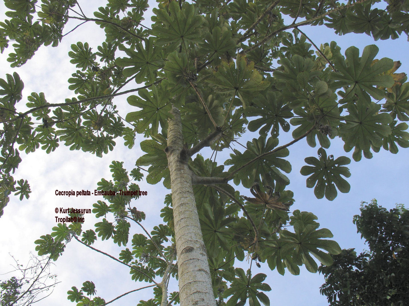 Cecropia peltata- Embauba