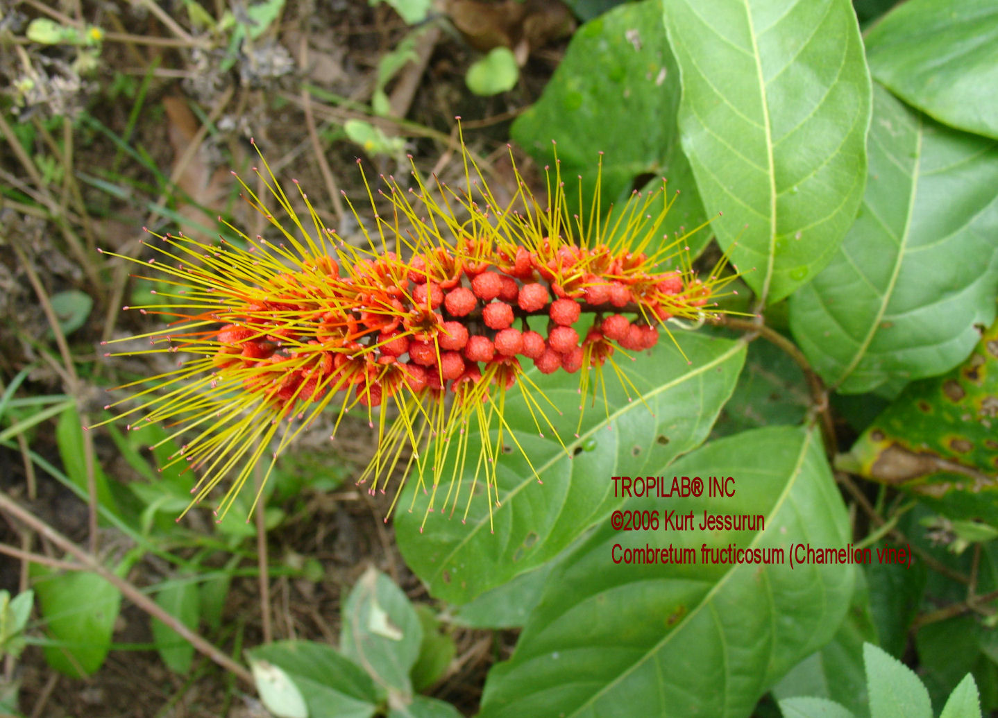 Combretum fruticosum flower