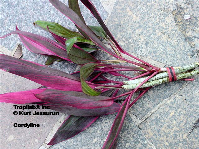 Cordyline terminalis