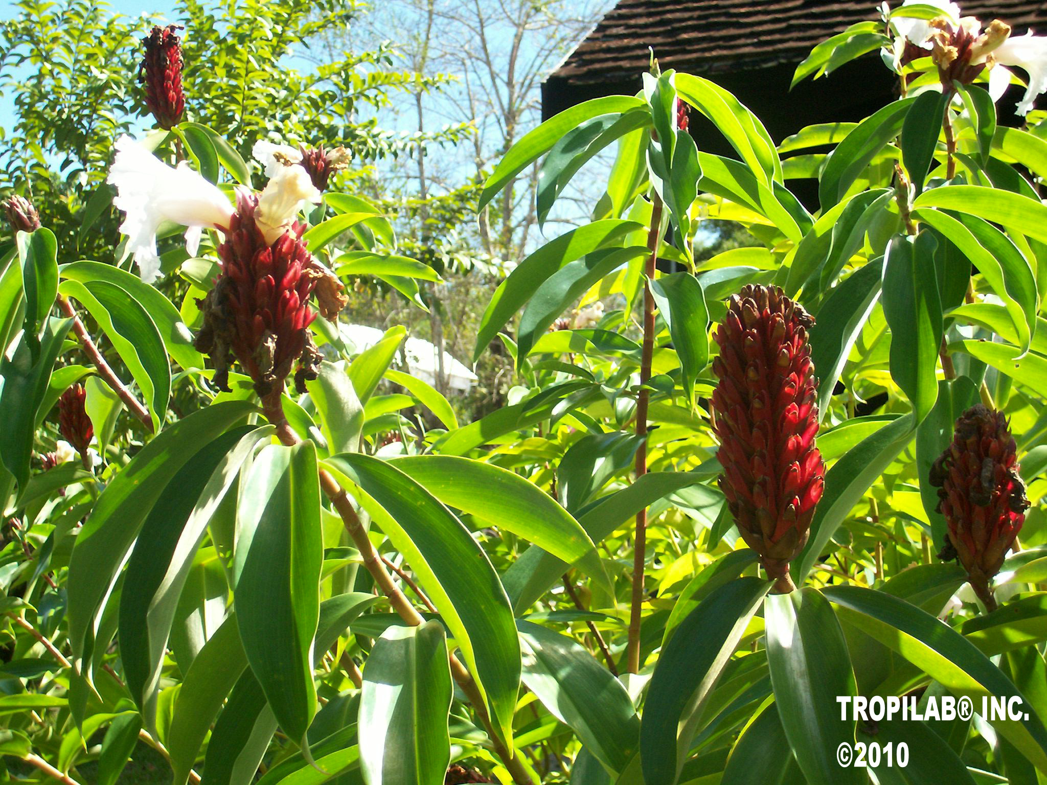 Costus barbatus - Spiral ginger