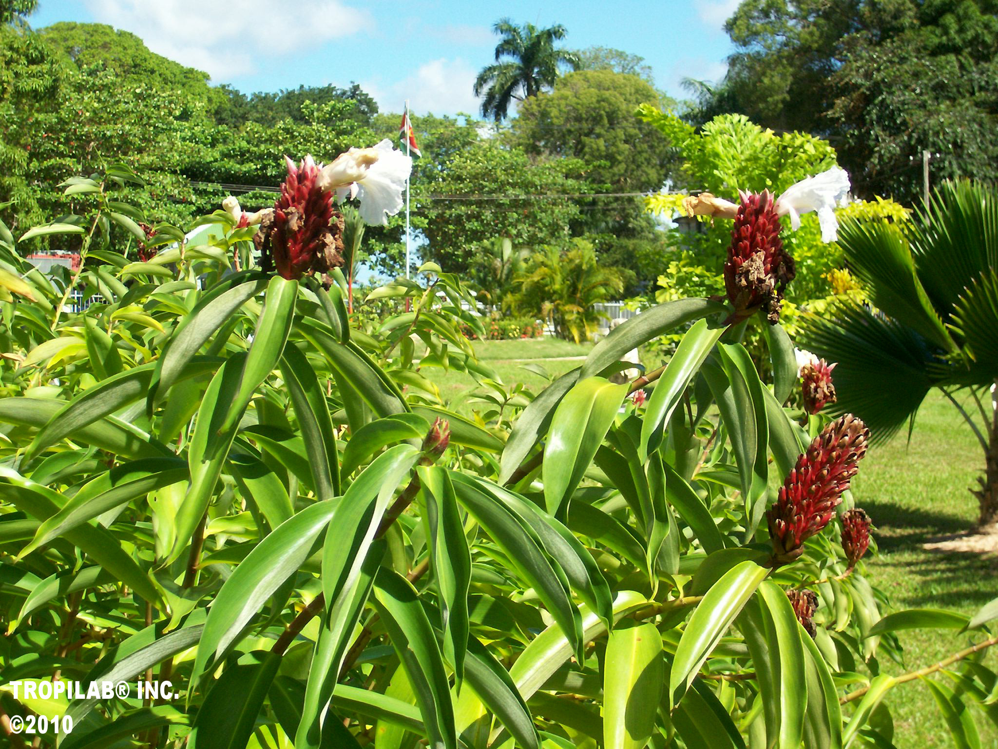 Costus barbatus - Spiral ginger