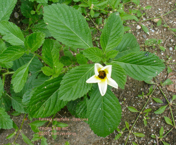 Turnera ulmifolia - Damiana