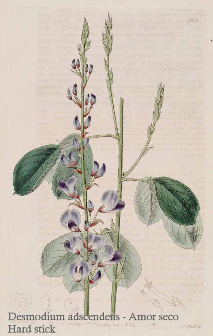 Desmodium adscendens - Amor seco